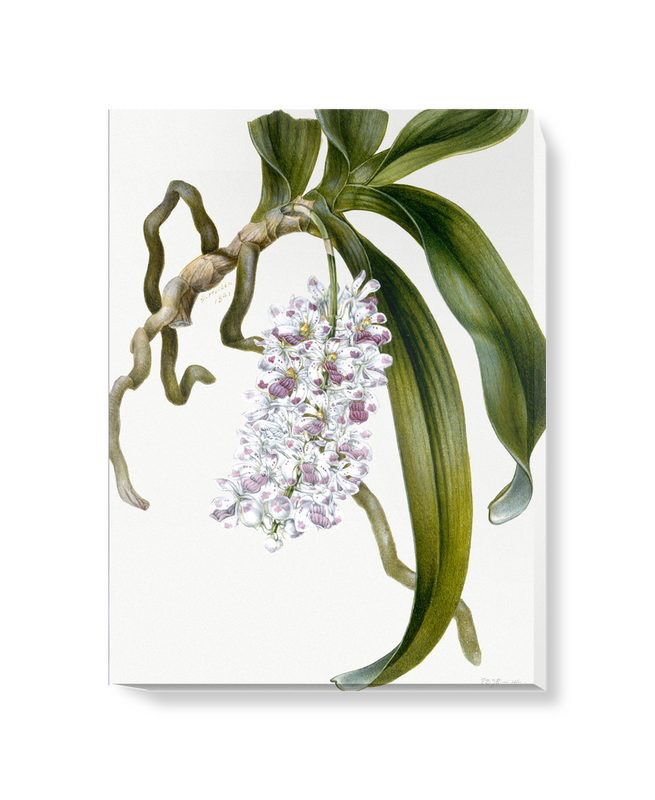 'Orchid Study' Canvas Wall Art