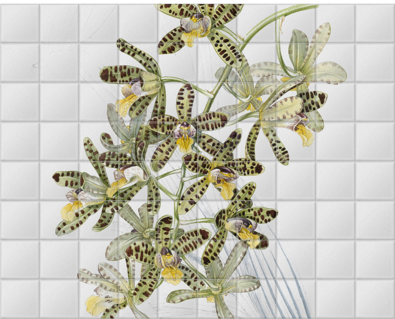 'Orchid ñ Ansellia Africana' Ceramic Tile Mural