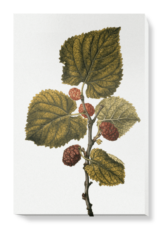 'Mulberry' Canvas Wall Art