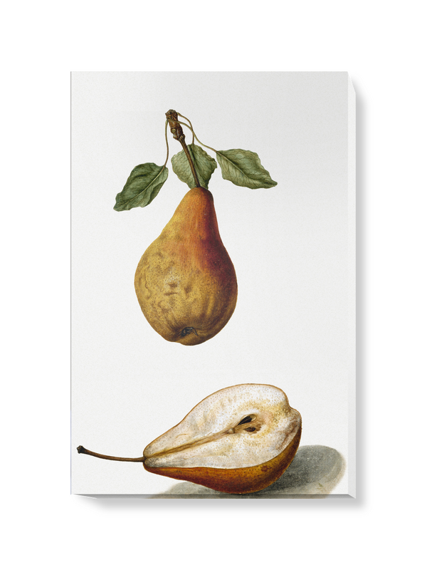 'Pears' Canvas Wall Art