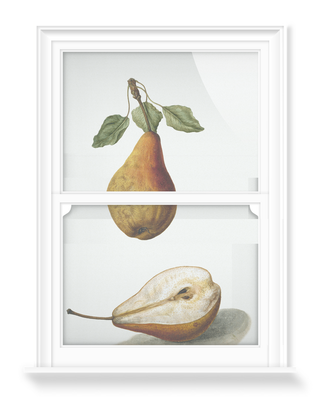 'Pears' Decorative Window Film