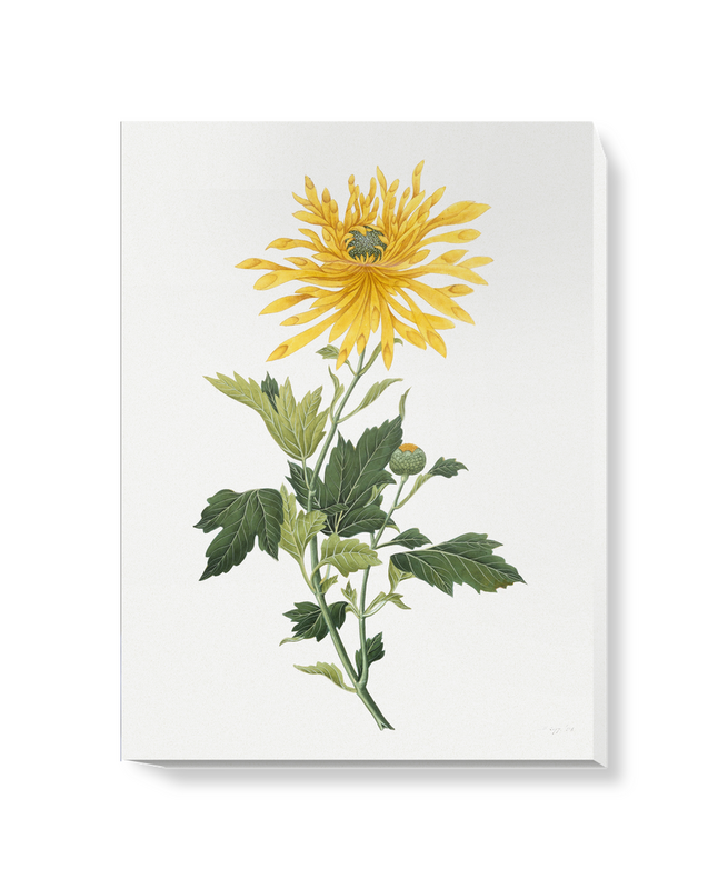 'Study of a Chrysanthemum' Canvas Wall Art