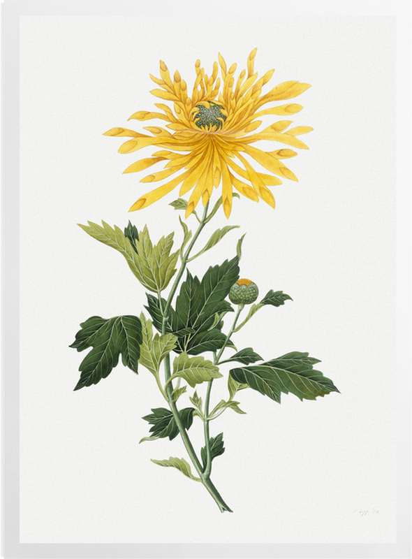 'Study of a Chrysanthemum' Art Prints
