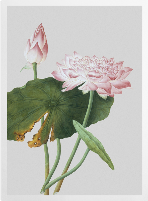 'Lotus' Art Prints