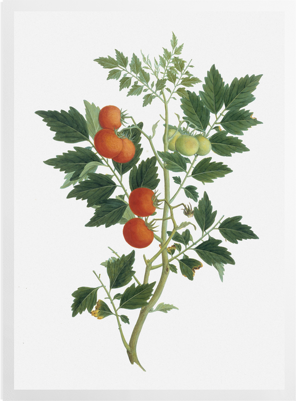 'Tomato' Art Prints