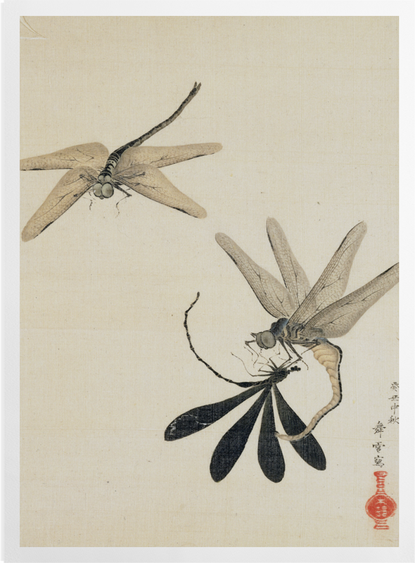 'Dragonflies' Art Prints