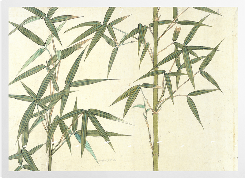 'Drawing of Bamboo' Art Prints