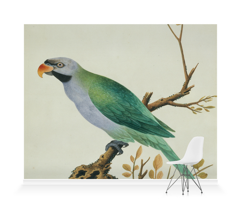 'Derbyan Parakeet' Wallpaper Mural