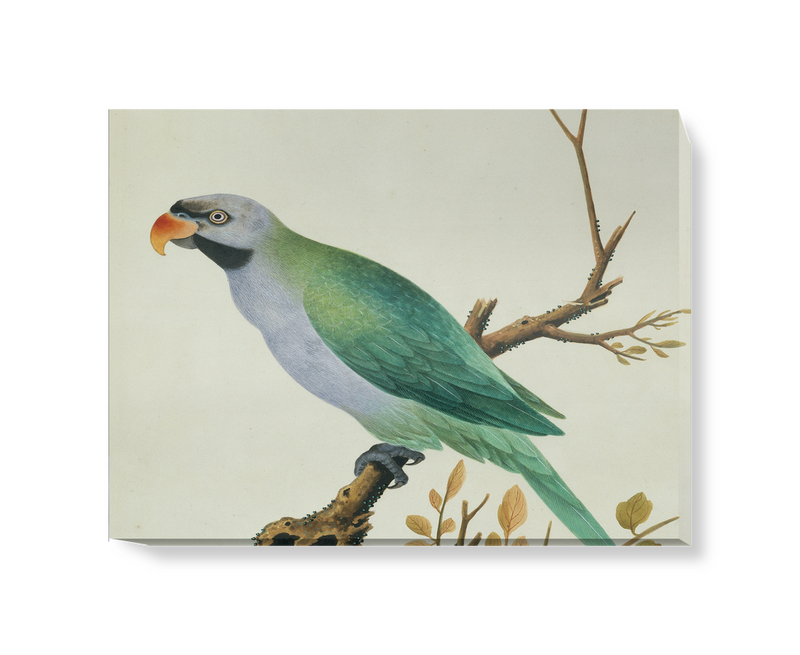 'Derbyan Parakeet' Canvas Wall Art