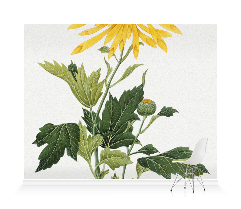 'Chrysanthemum' Wallpaper Mural