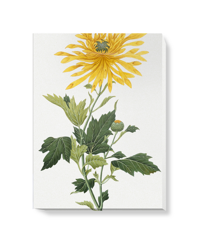 'Chrysanthemum' Canvas Wall Art