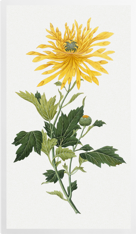 'Chrysanthemum' Art Prints