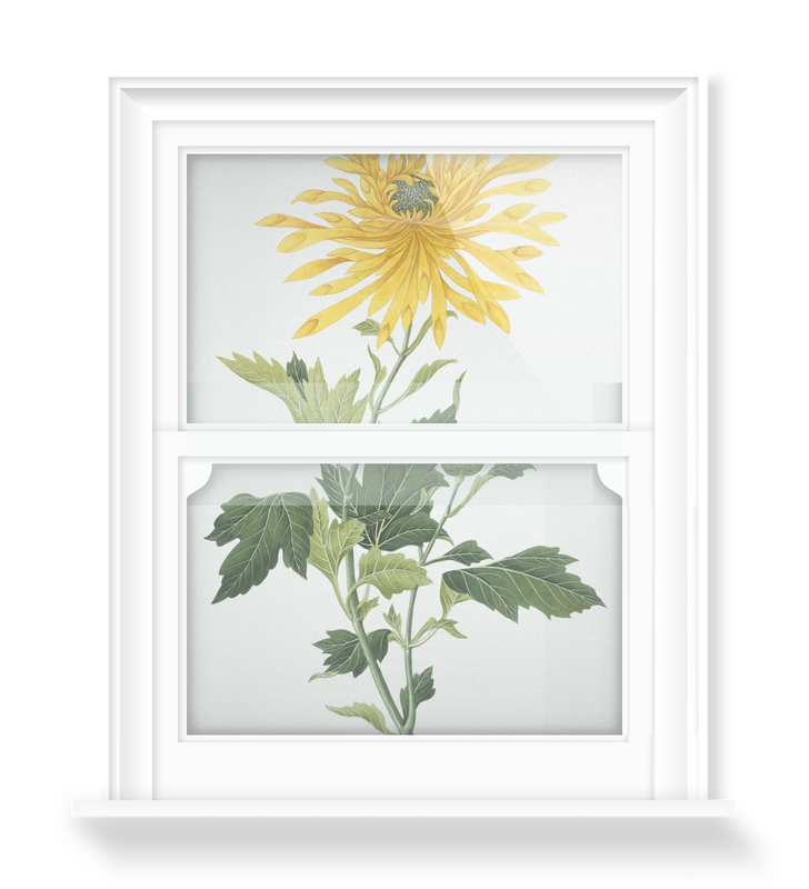 'Chrysanthemum' Decorative Window Film