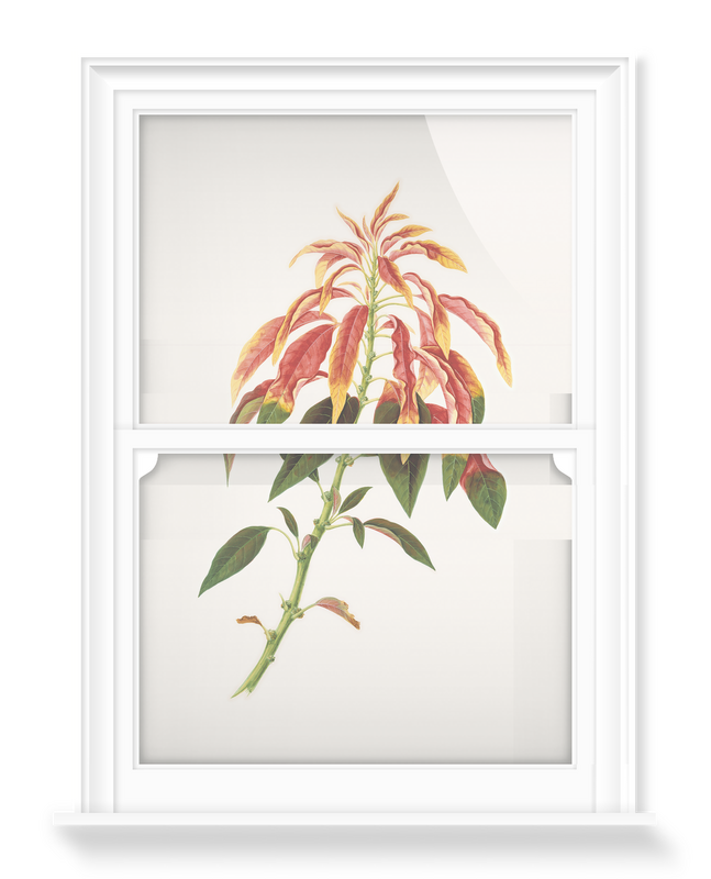 'Poinsettia flowering shrub' Decorative Window Film