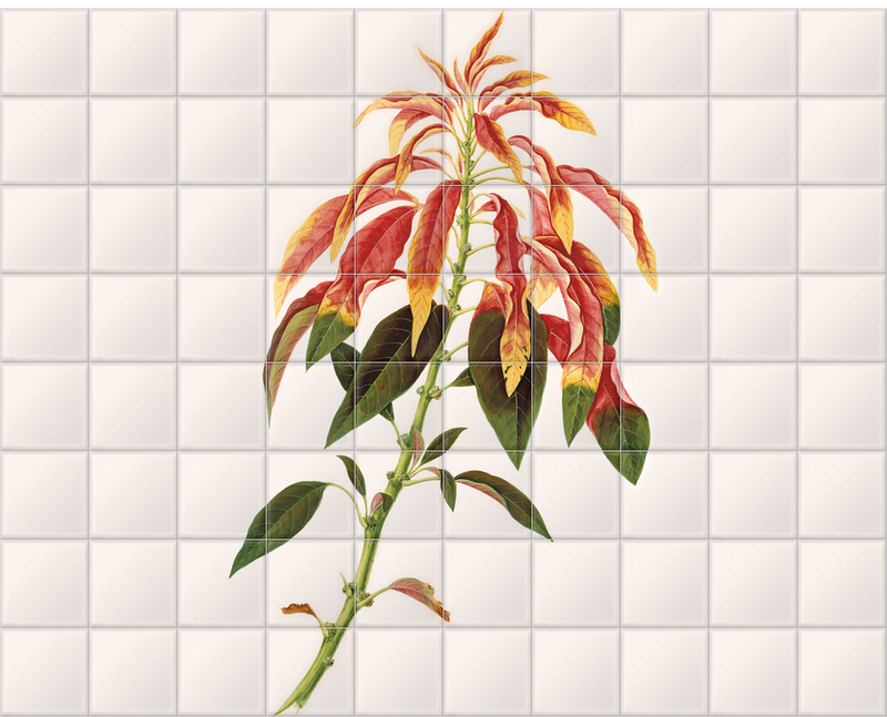 'Poinsettia flowering shrub' Ceramic Tile Mural