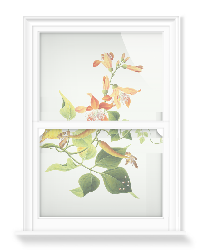 'Botanical Illustration' Decorative Window Film